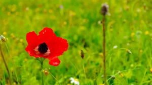a lily in the elah valley