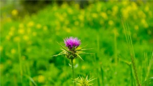 a wild flower in the elah valley