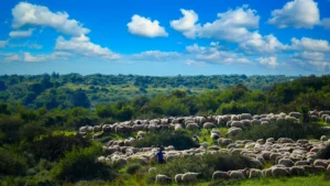 sheep and the shepherd