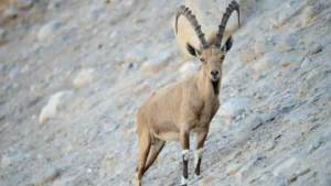 woi;d goat of cave of adullam 2