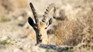 woi;d goat of cave of adullam