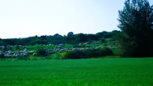 sheep beer sheva