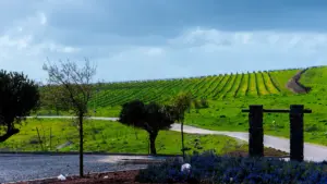 004 videw of the golan heights training plantation